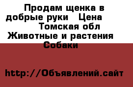 Продам щенка в добрые руки › Цена ­ 5 000 - Томская обл. Животные и растения » Собаки   